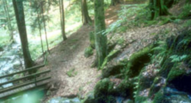Baum im Wald mit natürlicher Ruhestätte am Fuß