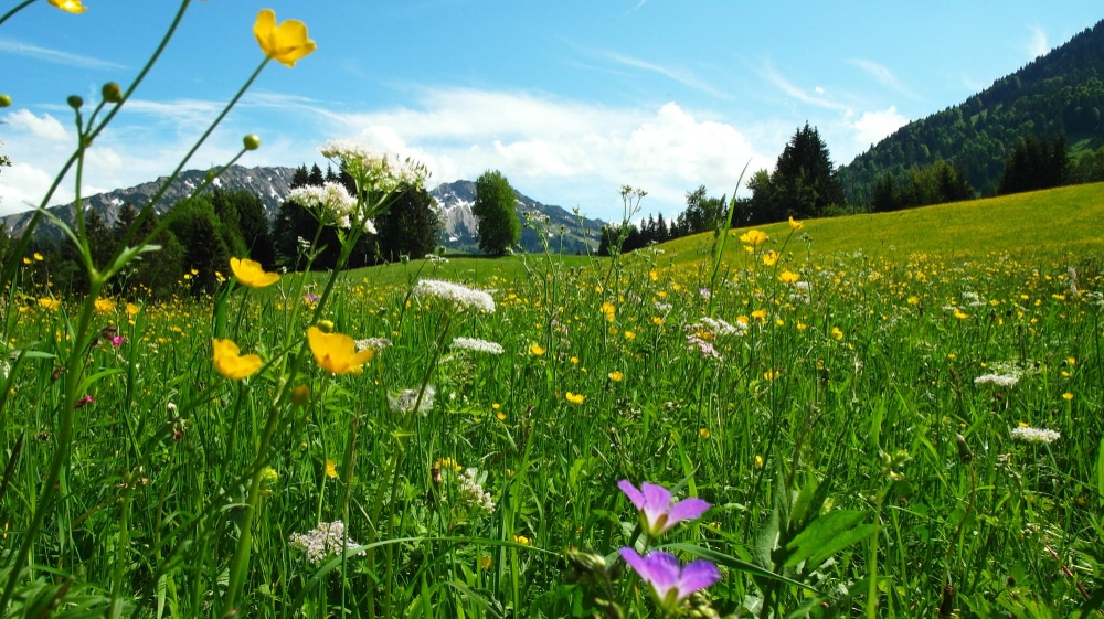 Blühende Almwiese in der Berglandschaft als Ort für eine Almwiesenbestattung
