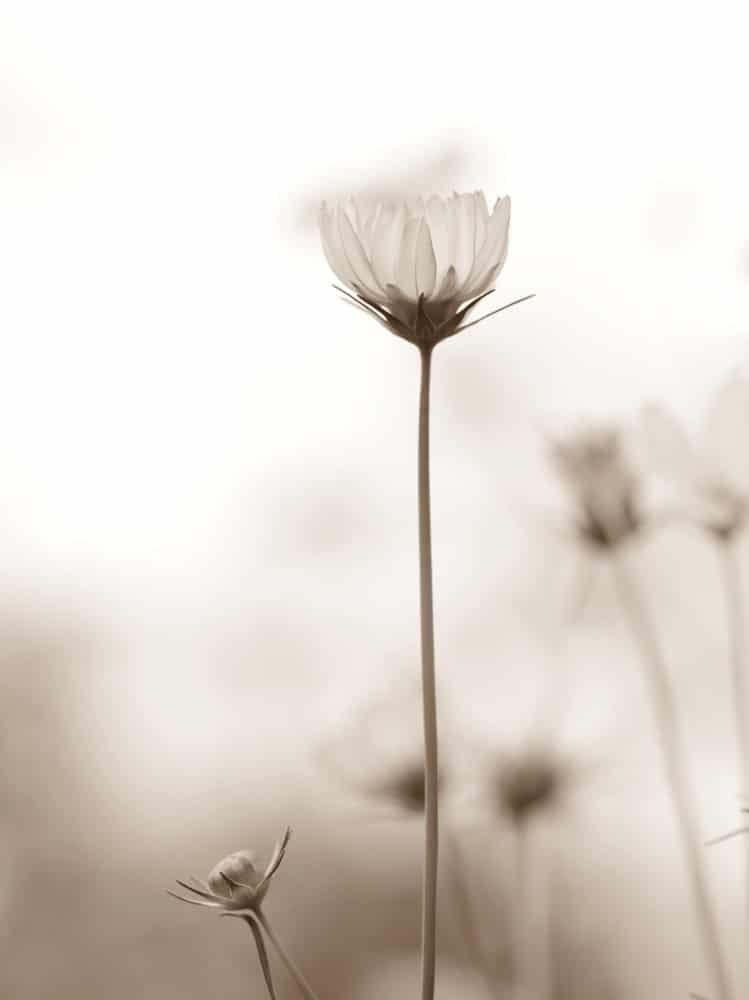Einzelne Blume in stiller Natur als Symbol für einen individuellen Abschied