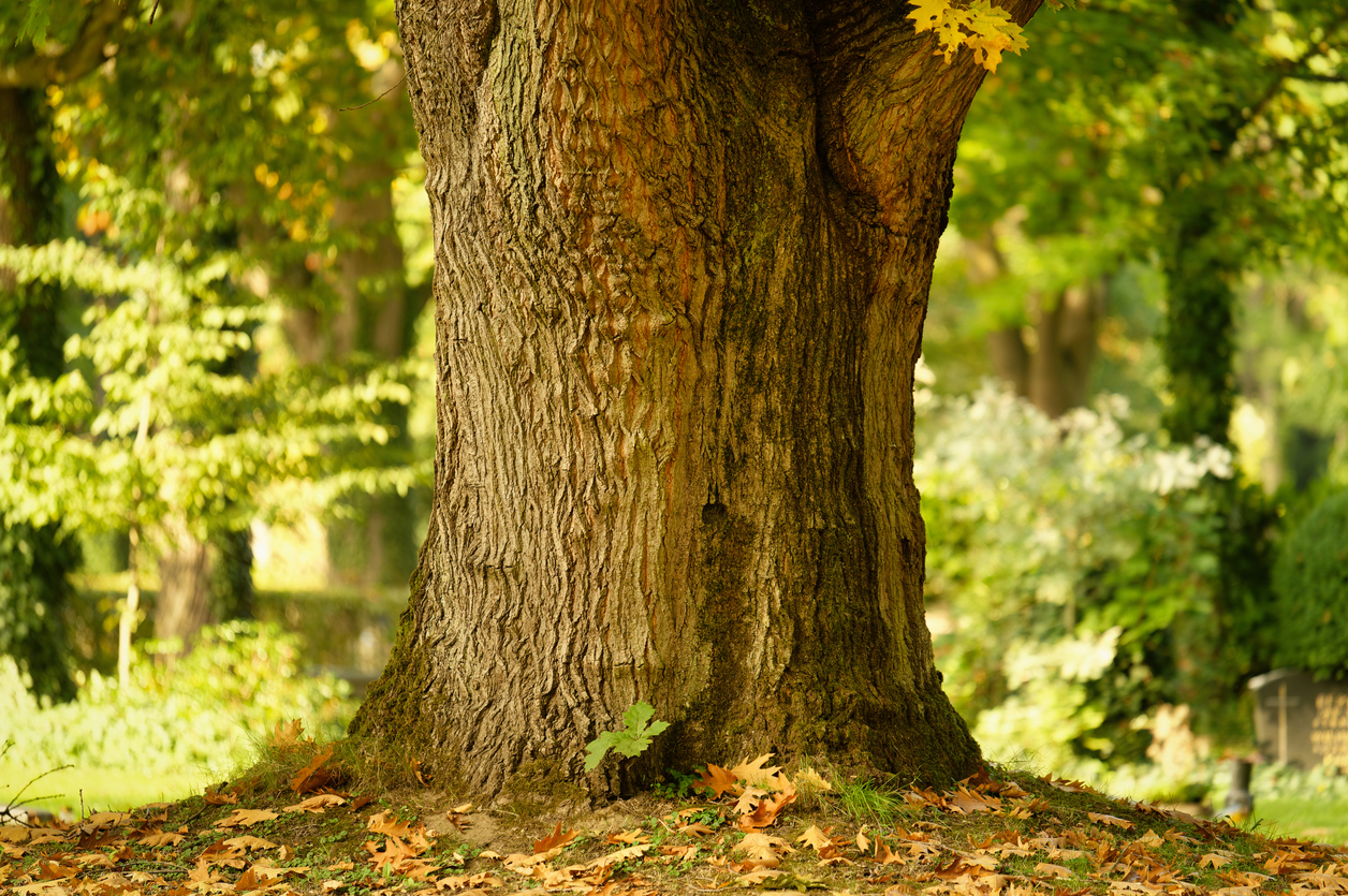 Alter Baumstamm auf einem Friedhof als Grabstätte bei einer Baumbestattung