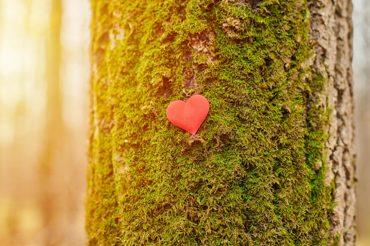 Rotes Herz an moosbewachsenem Baumstamm als Symbol für die Baumbestattung im Wald